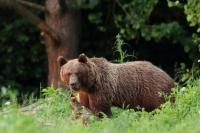 Brown bear