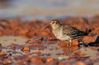 Calidris maritima