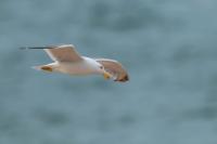 Larus michahellis