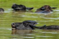 Wild water buffalo