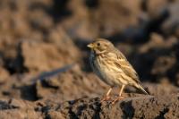 Emberiza calandra