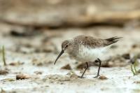 Calidris ferruginea