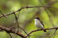 Ficedula hypoleuca