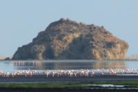 Phoenicopterus roseus