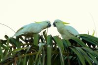 Cacatua galerita