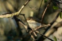 Phylloscopus bonelli