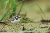 Charadrius dubius