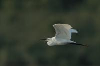 Egretta garzetta