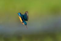 Alcedo atthis