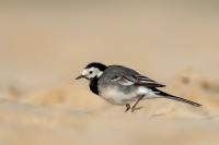 Motacilla alba