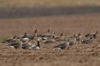 Branta leucopsis