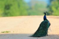 Pavo cristatus