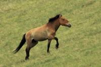 Przewalski's  Horse