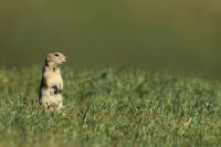 Long-tailed ground squirrel