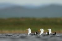 Larus vegae mongolicus