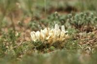 Mongolia flora