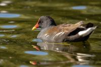 London-St James's Park