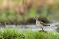 Zambia - FAUNA