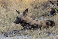 African wild dog