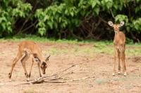 Impala