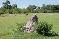 Botswana - landscape