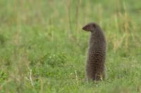 Banded mongoose