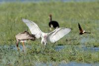 Platalea alba