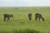 Waterbuck