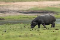 Common hippopotamus