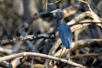 Egretta caerulea 