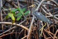 Egretta tricolor