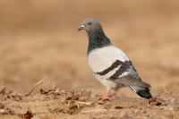 Egypt FAUNA