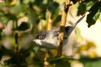 Sylvia melanocephala