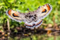 ECUADOR-FAUNA