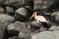 Mycteria ibis