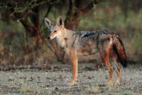 Black-backed jackal