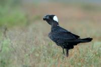 Corvus crassirostris