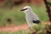 Zavattariornis stresemanni