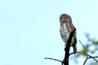 Glaucidium perlatum