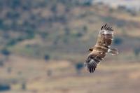 Aquila nipalensis