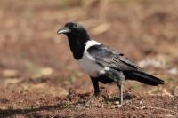 Corvus albus