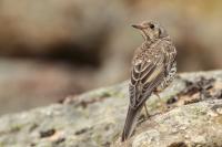 Turdus viscivorus