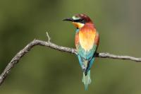 Merops apiaster