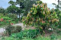 ECUADOR -FLORA