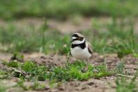 Charadrius dubius