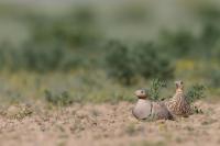 Kazakhstan FAUNA