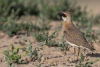 Charadrius leschenaultii