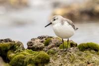 Calidris alba