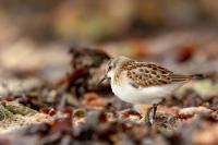 Calidris minuta