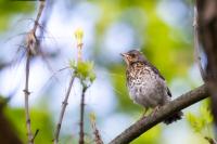 Turdus pilaris